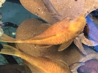 Super red bristlenose catfish
