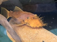 Super red bristlenose catfish