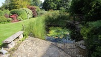 FREE pond fish