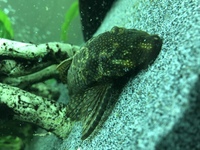 Bristlenose Plec 5” approx for sale