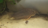 ALL SOLD--10 x Corydoras catfish breeding groups(arcuatus,sterbae-breeders,elegans) for sale-£40 for a lot--Leeds