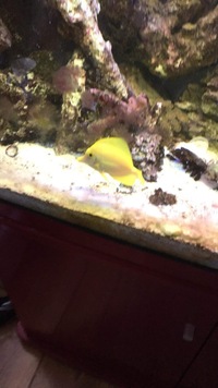 Marine fish tank and fish