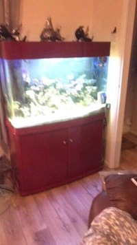 Marine fish tank and fish