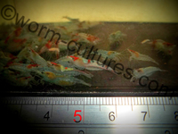 Red & Blue Rili Shrimp ~ Tank bred