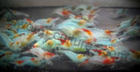 Red & Blue Rili Shrimp ~ Tank bred