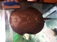 14inch bd x male stingray