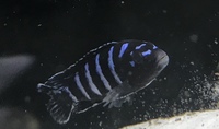 10 adult (~5cm) Demasoni for sale just £40’, Northamptonshire