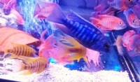 L@@K F1 MOORII DOLPHIN MALAWI CICHLIDS AND OTHER HAPS AND PEACOCKS