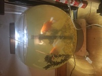 Biorb 60 with 2 Goldfish for Sale - Make an offer