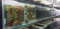 Commercial Shop / Breeder / Quarantine Fish Tanks, Aquariums and filters.