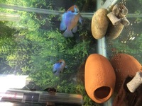 Large Electric blue rams Breeding pair