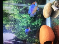 Electric blue Rams large breeding pair ENFIELD EN2