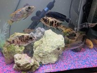 10 malawi tropical fish for sale