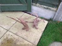 Pumps and bog wood