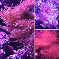 (Now all sold) Torch coral, hammer coral, leather coral for sale - nr Royston, Herts