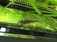 Plecos for sale L66 L240 L201 Green Blue Phantom