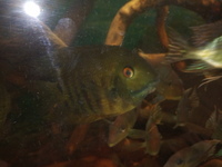 NOW SOLD-Heros sp Rio Tapajos(red cheek Severums) breeding pair in Leeds--ono £45 or make me an offer