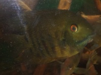 NOW SOLD-Heros sp Rio Tapajos(red cheek Severums) breeding pair in Leeds--ono £45 or make me an offer