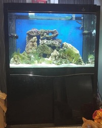 Cleair 48 inches x18 inches x30 inches Marine Fish Tank with Sump and 2 Powerheads