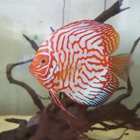 very good quality and healthy stunning looking discus