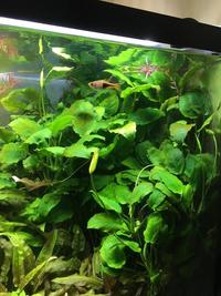 Anubias Bateri for sale or swap