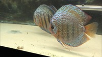 Adult Discus fish £120 SOLD