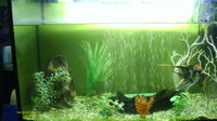 angel fish