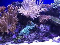 Cleair Aquarium for sale marine set up with all stock inc