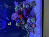 Red Sea reefer 170