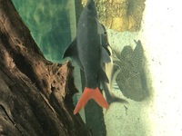 Red tail shark - 6 inch - £15