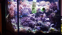 Complete Red Sea MAX fully functioning system with fish and many corals