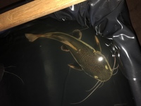 Red tailed catfish for sale