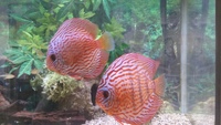 Discus