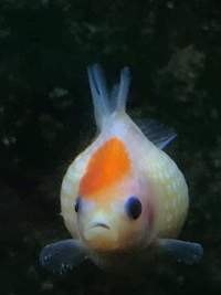Pearlscale Fancy Goldfish