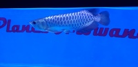 PLANET AROWANA STOCKLIST 2024