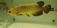 PLANET AROWANA STOCKLIST 2024