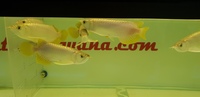 PLANET AROWANA APRIL 2022 STOCK CLEARANCE