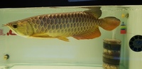 PLANET AROWANA APRIL 2022 STOCK CLEARANCE
