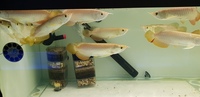 PLANET AROWANA SPECIAL SPRING SALE UP TO 30% OFF ON SELECTED STOCK