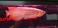 PLANET AROWANA STOCKLIST 2024