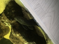 L160 spiny monster pleco