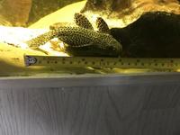 L160 spiny monster pleco