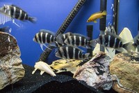 Group of F1 Blue Zaire Frontosa Cichlids