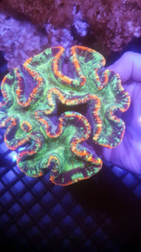 WHOLESALE MARINE FISH, CORAL , FRESHWATER FISH, KOI, AQUATIC LISTS FOR IMPORT OF FRESH WATER MARINE FISH & CRITTERS AQUARIUMS TANKS LISTS