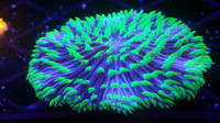 WHOLESALE MARINE CORAL LISTS, FISH, CORAL , HARD CORAL, SPS, LPS, WHOLESALE AQUATIC LISTS FOR IMPORT OF FRESH WATER MARINE FISH & CRITTERS AQUARIUMS TANKS LISTS