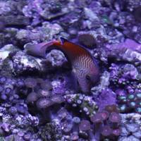 WHOLESALE MARINE FISH, CORAL , FRESHWATER FISH, KOI, AQUATIC LISTS FOR IMPORT OF FRESH WATER MARINE FISH & CRITTERS AQUARIUMS TANKS LISTS
