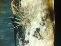 Volitons lionfish marine fish volitons young 4” £38 reduced bargain