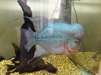 Flowerhorn Male 9 inch