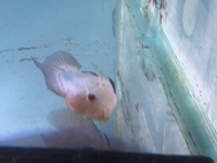 Flowerhorn 3inch - Blue - collection - £30