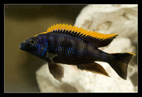 MALAWI CICHLIDS DORSET HAMPSHIRE WILTSHIRE DEVON